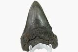 Fossil Megalodon Tooth - South Carolina #158913-2